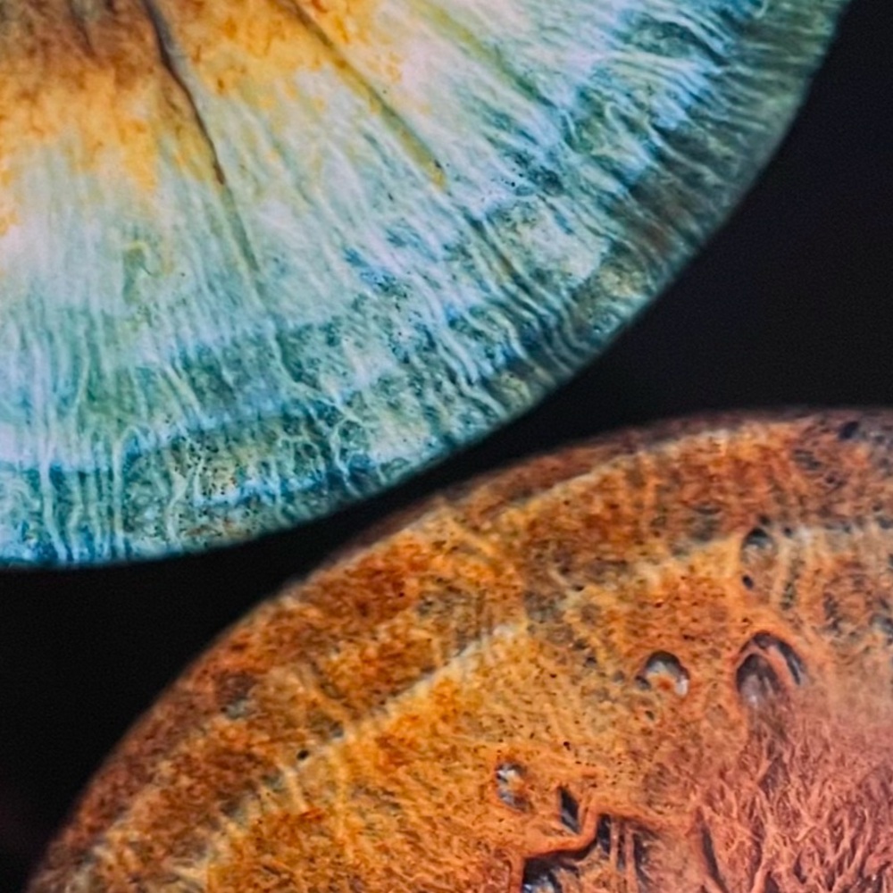 Meet your Posher, Cassidy